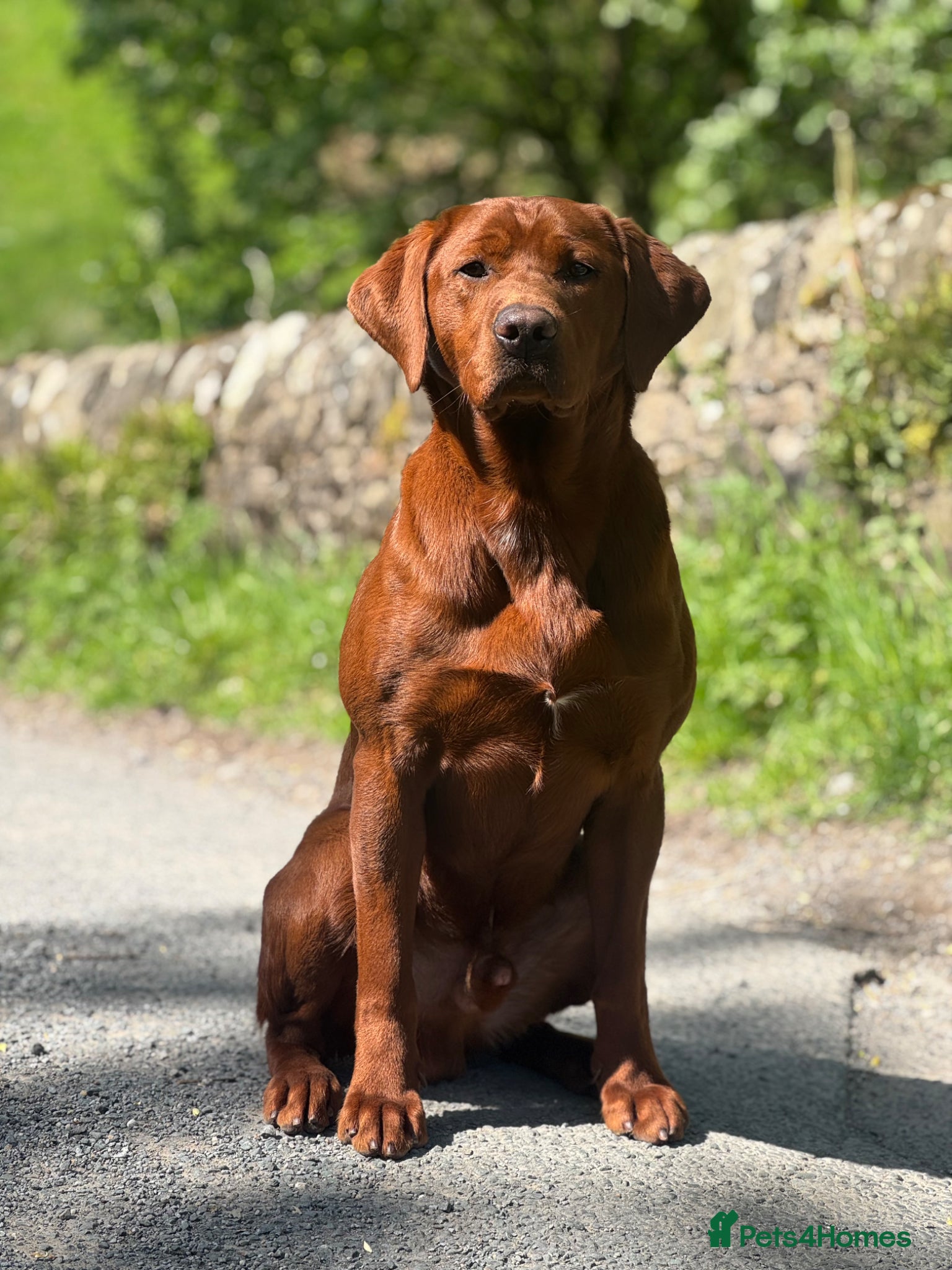 Labrador Retriever dogs PROVEN DARK RED FULLY HEALTH TESTED LABRADOR STUD - Advert 1