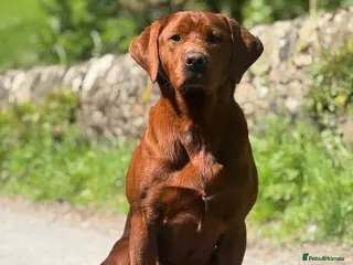 Labrador Retriever dogs for stud: PROVEN DARK RED FULLY HEALTH TESTED LABRADOR STUD - Advert 1