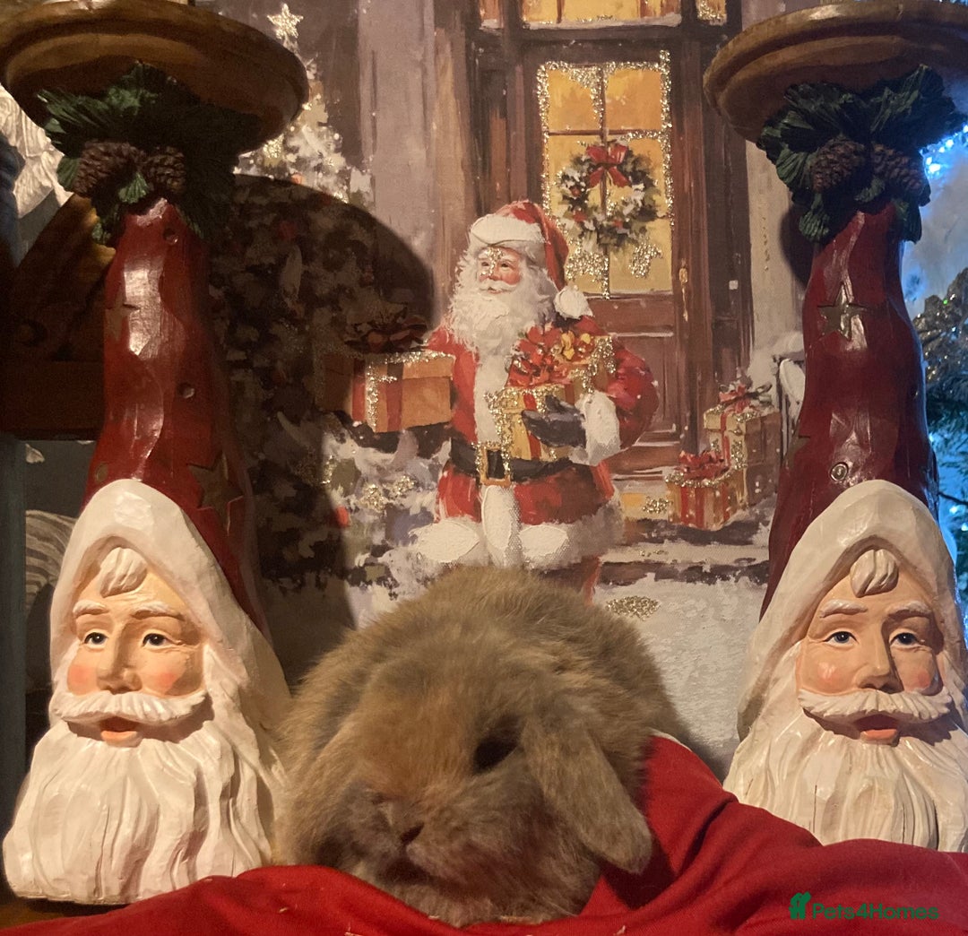 Mini Lop rabbits for sale: Stunning mini lop  - Advert 4