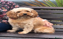 Cavapoo dogs for sale: Beautiful Cavapoo girl  - Image 2