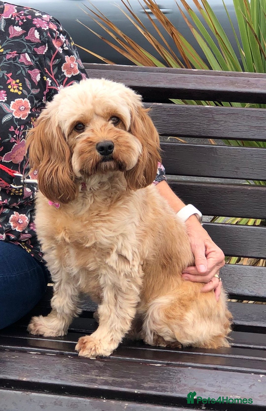 Cavapoo dogs for sale: Beautiful Cavapoo girl  - Image 2