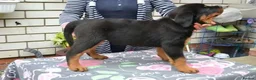 Rottweiler dogs for sale: jahxs saspdm Rottweiler pups for sale in Brighouse - Advert 3