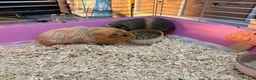 Guinea Pig rodents for sale: Two female guinea pigs 4 months old - Advert 6