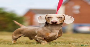 Miniature Dachshund dogs 2 Beautiful Female kc Miniature Dachshund Puppies - Advert 4