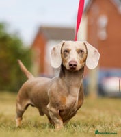 Miniature Dachshund dogs 2 Beautiful Female kc Miniature Dachshund Puppies - Advert 1