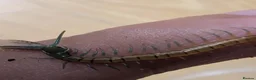 Centipedes invertebrates for sale: captive born scolopendra pedelings  in London - Advert 4
