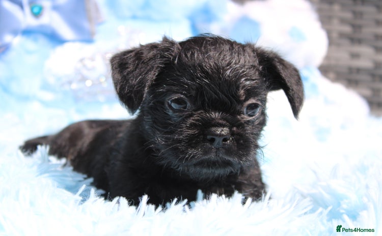 Mixed Breed dogs - Advert 13