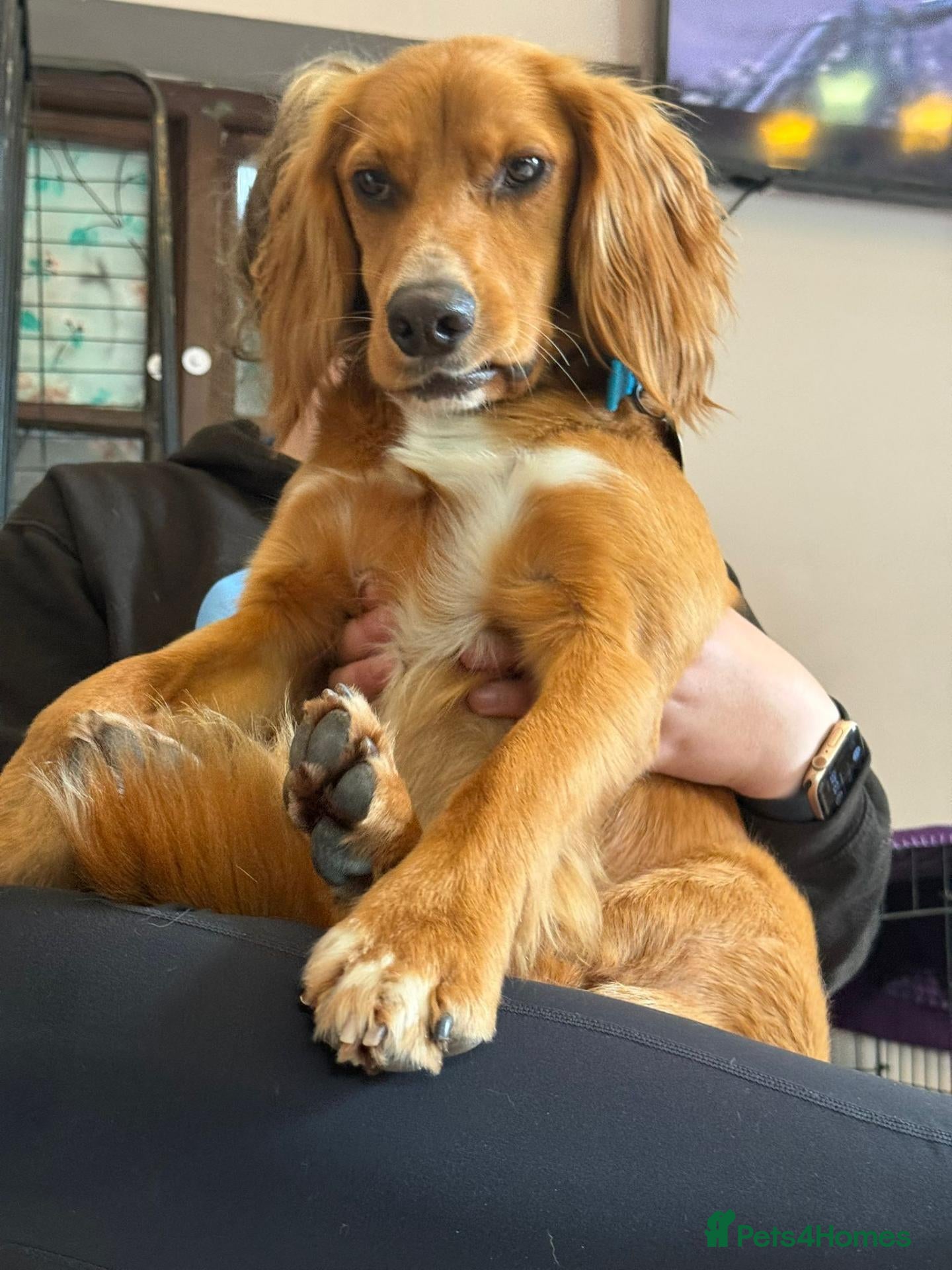 Cocker Spaniel dogs Kairo the Gorgeous Goofy Golden Boy - Advert 1