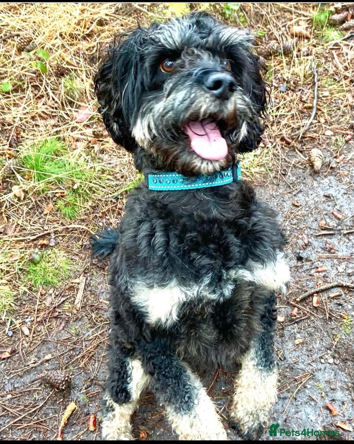 Cockapoo dogs F1 tri coloured phantom cockapoo for stud in Bournemouth - Advert 3