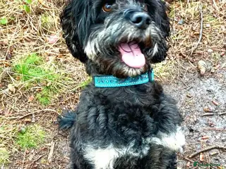 Cockapoo dogs F1 tri coloured phantom cockapoo for stud in Bournemouth - Advert 12