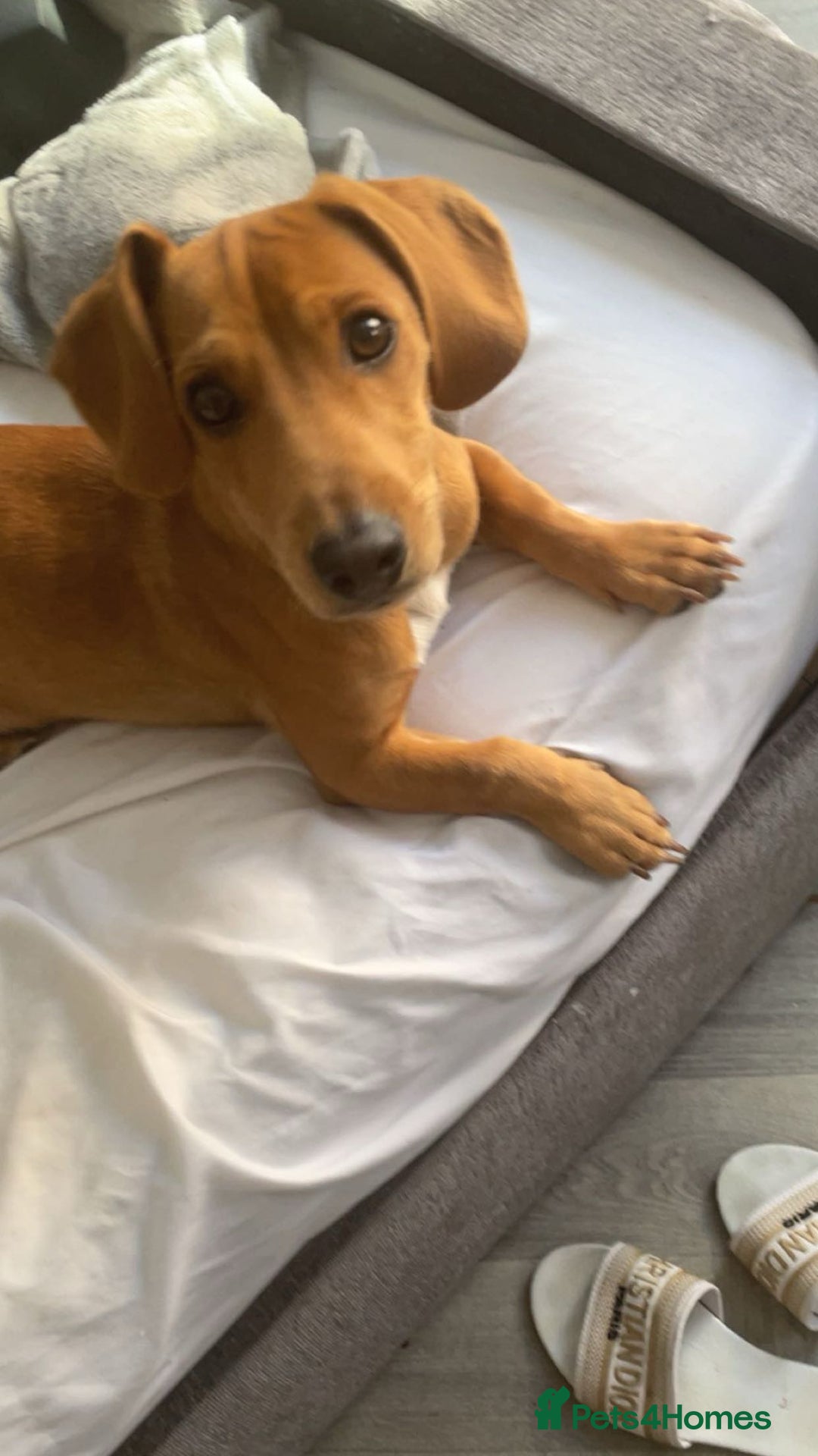 Mixed Breed dogs for sale: Miniature Dachshund x Jack Russel Puppy - Image 3
