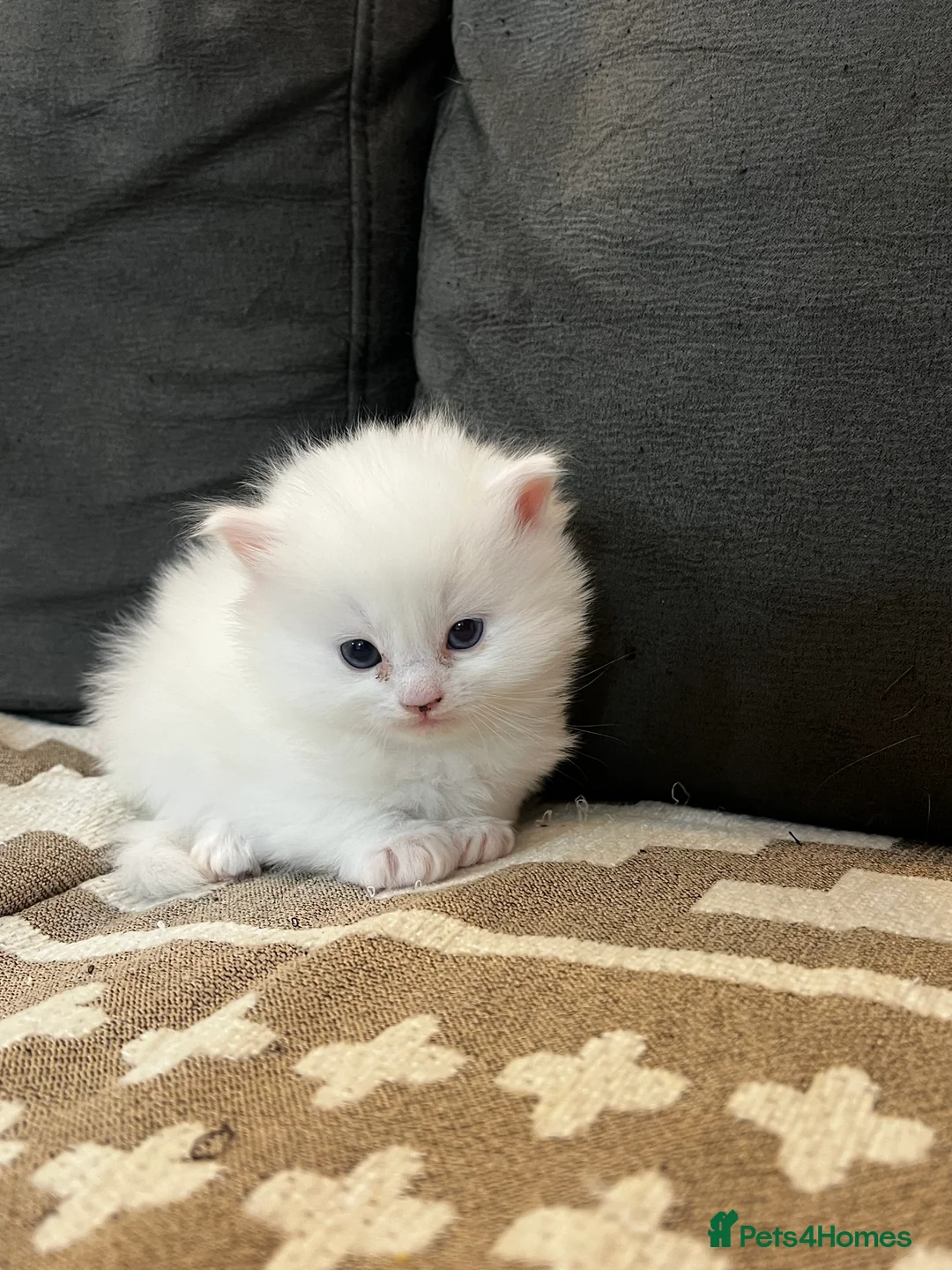 Mixed Breed cats for sale: [Two Kittens] Mainecoon x Turkish Angora Kittens  - Advert 4