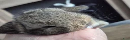 Mini Lop rabbits for sale: Beautifull  mini lops - Advert 7