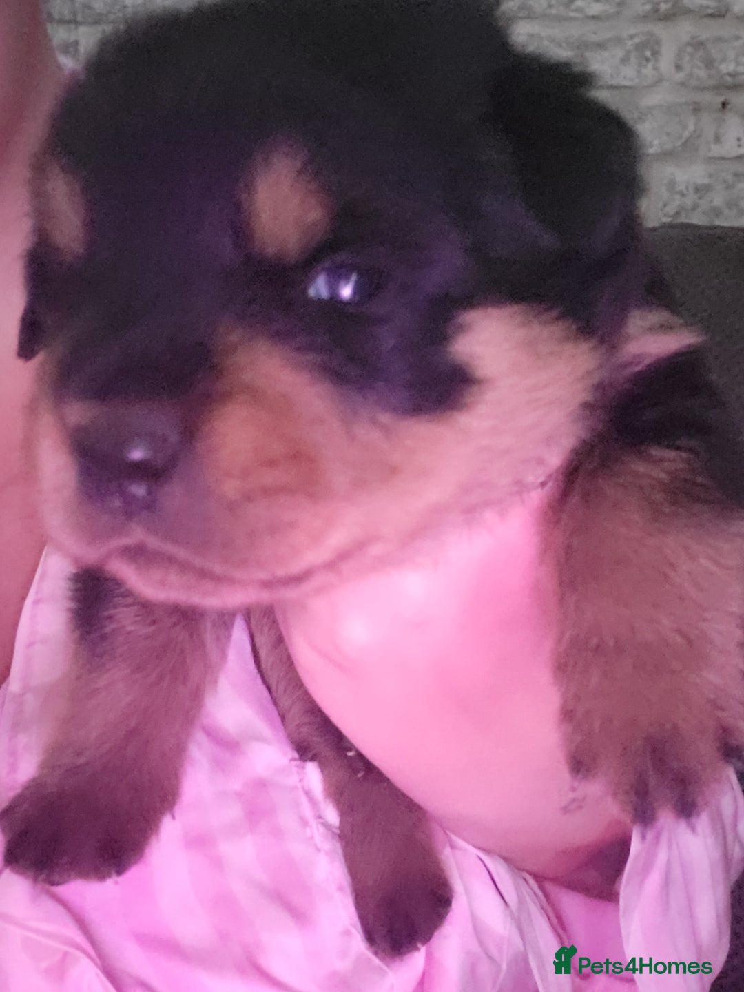Rottweiler dogs for sale: 1 male 1 female rottweiler  - Image 21