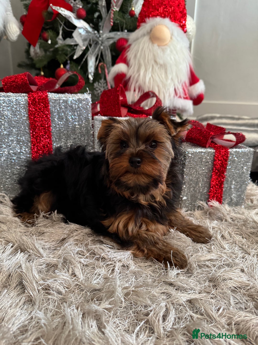 Yorkshire Terrier dogs for sale: Beautiful Pedigree Yorkshire Terrier puppies. - Advert 32
