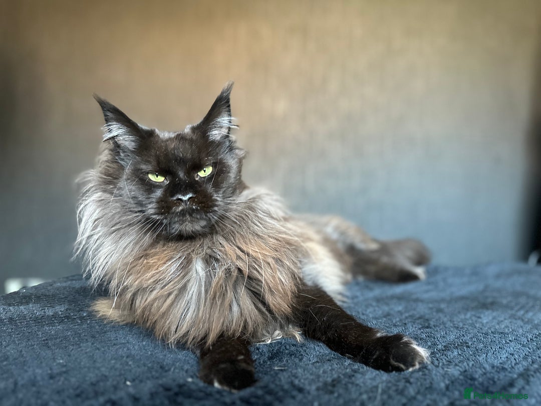 Maine Coon cats for sale: Male maine coon needs home - Advert 5