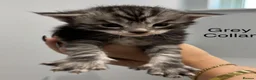 Maine Coon cats for sale: TICA & Council licensed Maine Coon kittens  - Advert 4