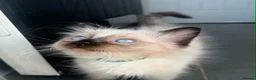 Ragdoll cats for sale: Pure breed ragdoll kittens READY NOW  - Advert 8