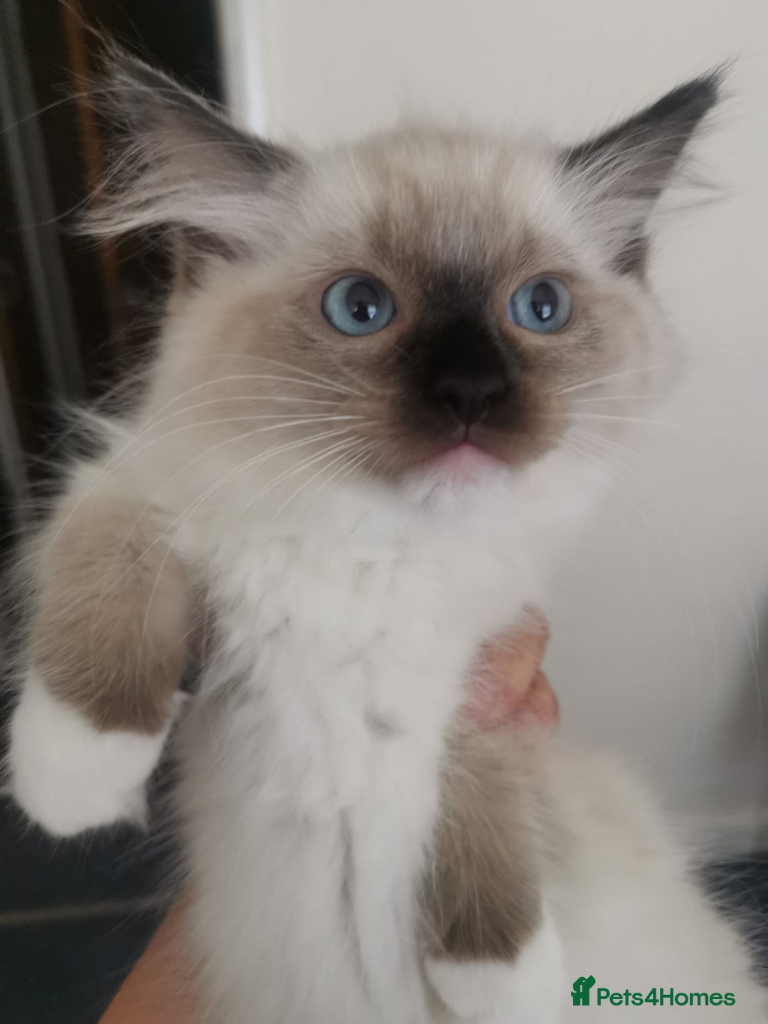 Ragdoll cats for sale: Beautiful Ragdoll Kittens - Image 13