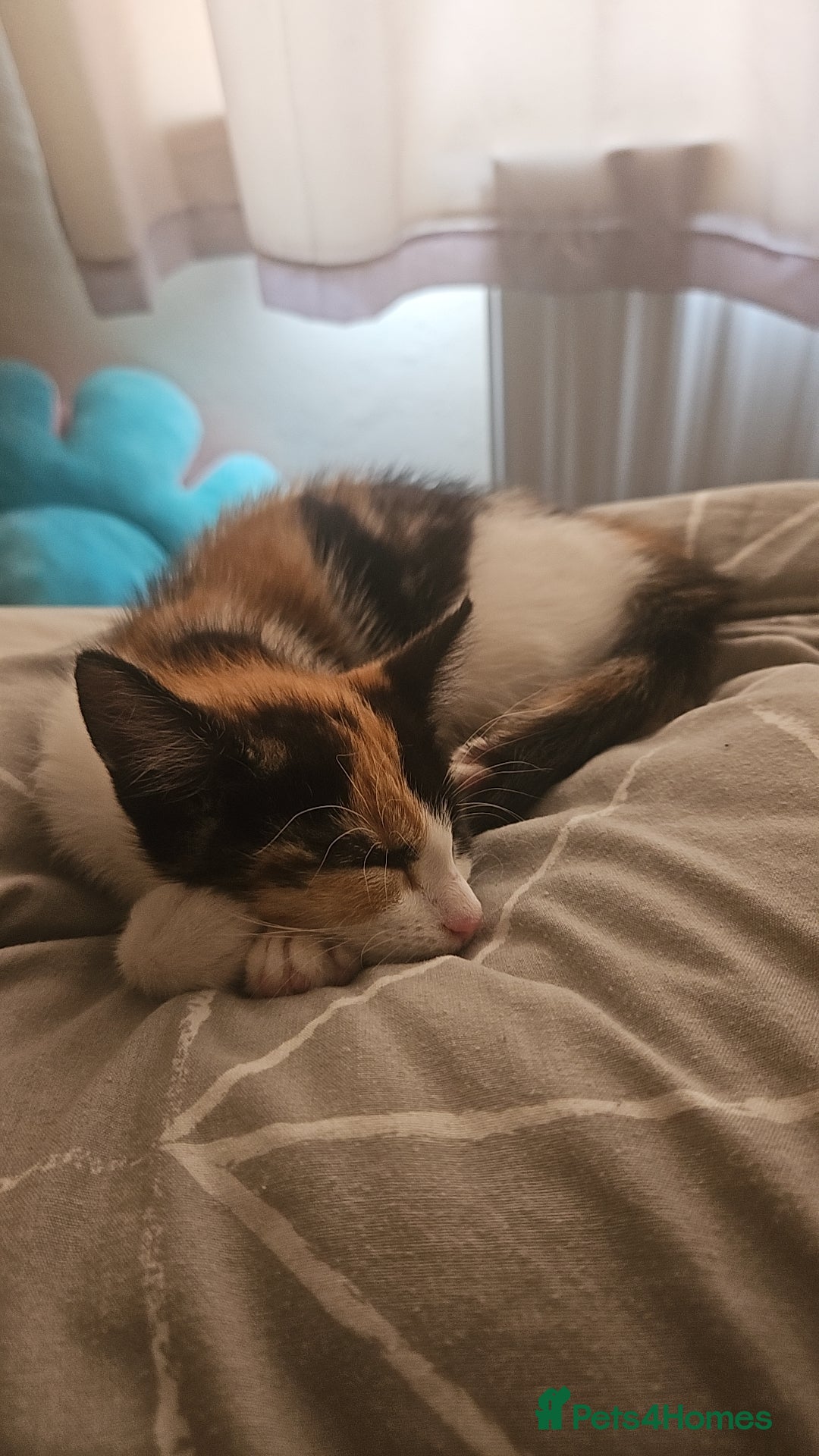 British Shorthair cats for sale: Beautiful Bengal x Calico Kittens - Image 17