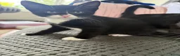 Mixed Breed cats for sale: Ready now. Beautiful litter of kittens  - Advert 7