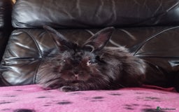 Lionhead rabbits for sale: Teddywidder buck available 🥰 - Image 1