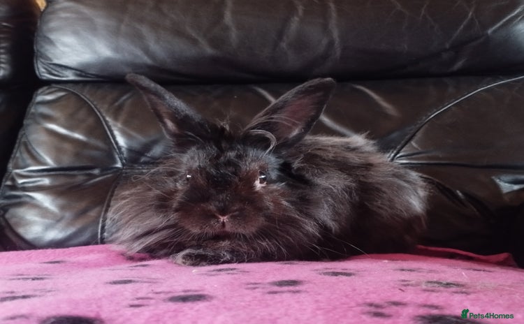 Lionhead rabbits - Advert 1