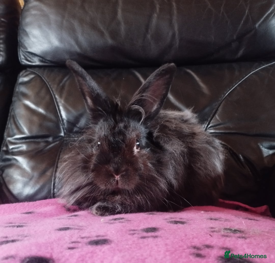 Lionhead rabbits for sale: Teddywidder buck available 🥰 - Image 1