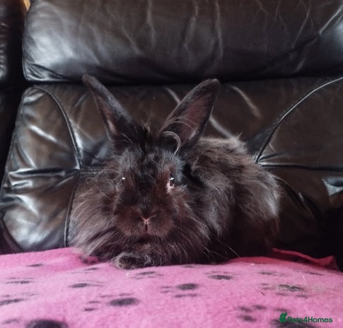 Lionhead rabbits - Advert 10