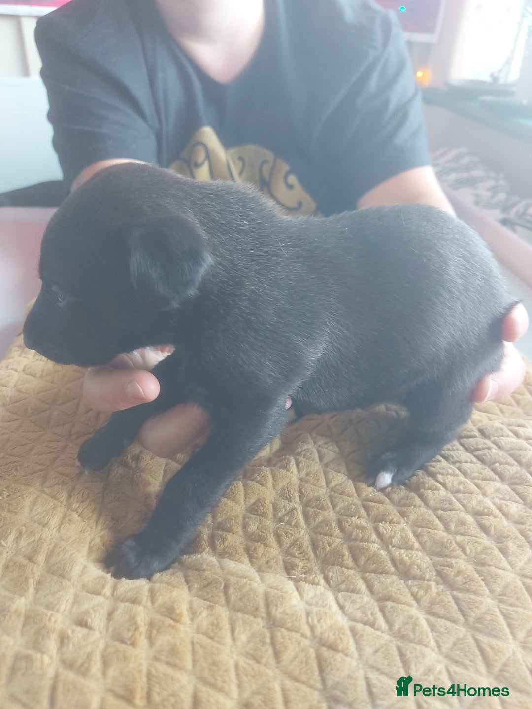 Whippet dogs for sale: Whippet Puppies - Image 13