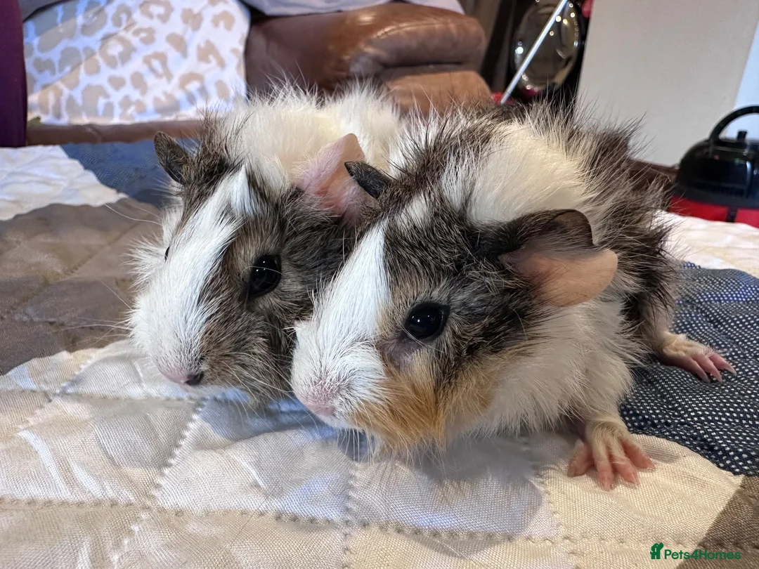Guinea Pig rodents for sale: Long haired male guinea pig brothers  - Advert 1