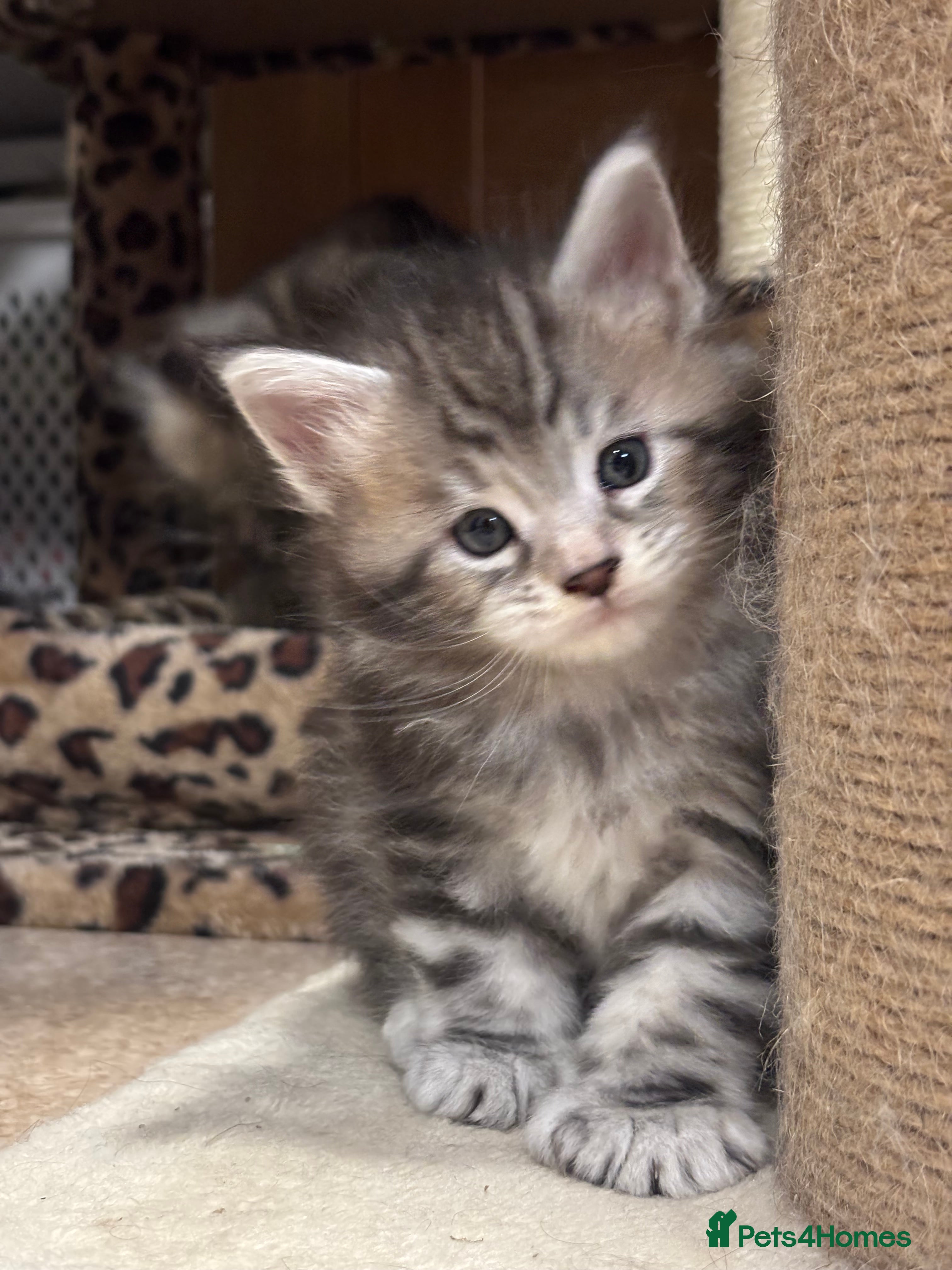 Maine Coon cats Stunning Maine coon polydactyl litter - Advert 7