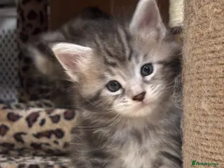 Maine Coon cats Stunning Maine coon polydactyl litter - Advert 7