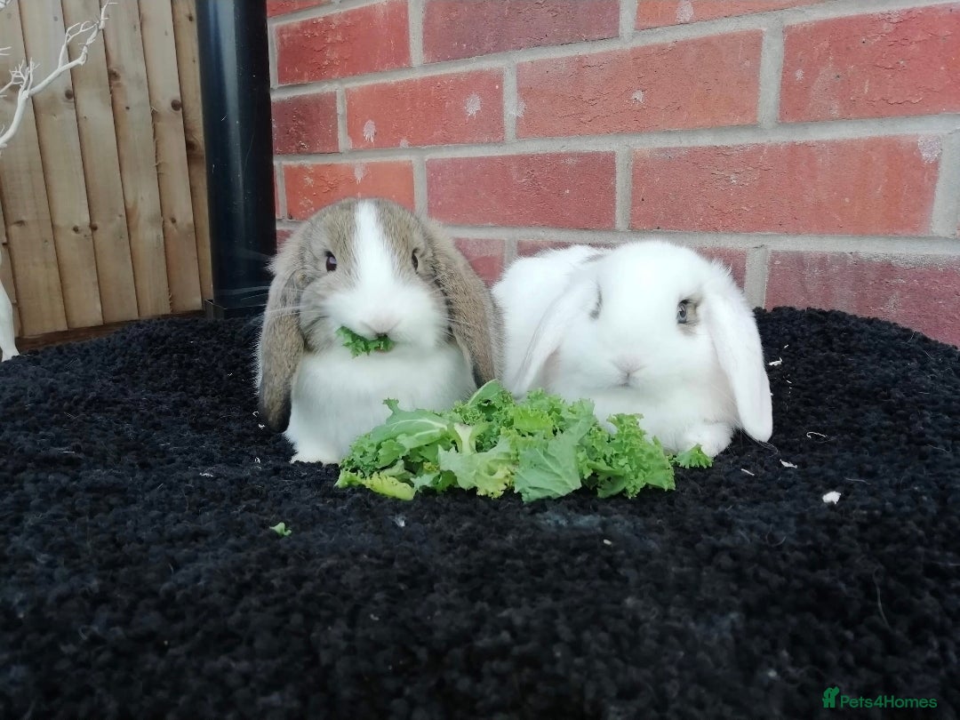 Mini Lop rabbits FREE STARTER PACK! Stunning baby mini lops - Advert 15