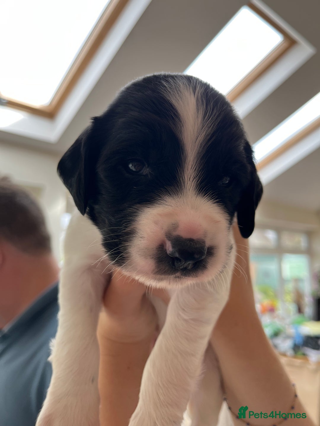 English Springer Spaniel dogs for sale: Beautiful springer spaniel puppies - Image 6