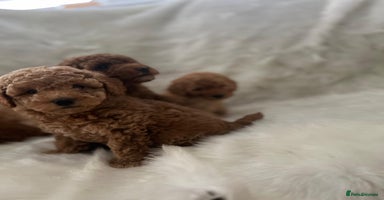 Cavapoo dogs Mixed litter of adorable cavapoo puppies - Advert 7