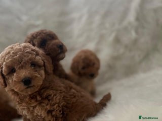 Cavapoo dogs Mixed litter of adorable cavapoo puppies - Advert 18