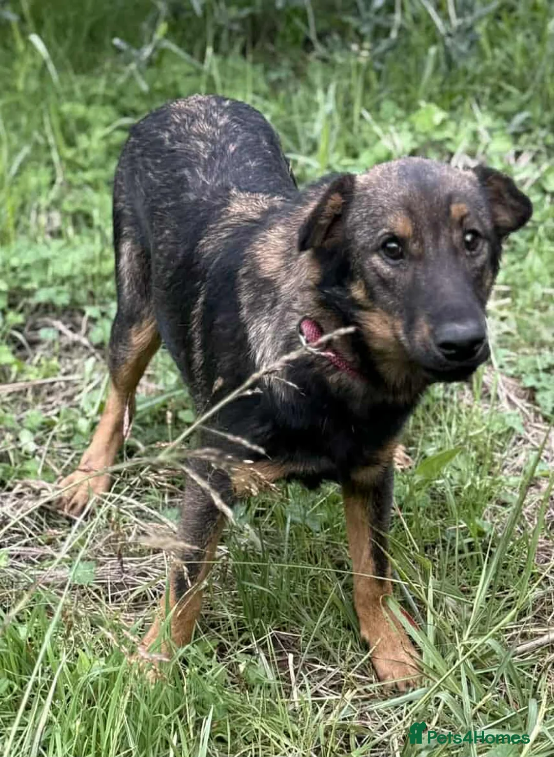 Mixed Breed dogs for adoption: Reim! - Advert 2