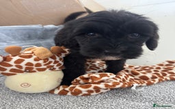 Sheepadoodle dogs for sale: Micro-mini Sheepadoodle reduced !!!!! - Image 15