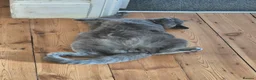 British Shorthair cats for sale: Grey / blue British shorthair for new home in Margate - Advert 6