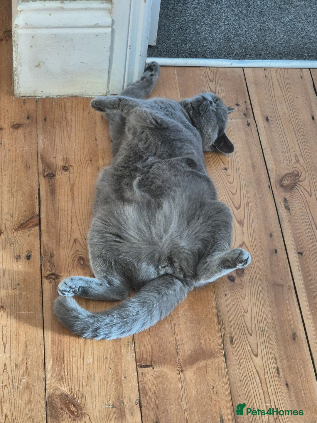 British Shorthair cats for sale: Grey / blue British shorthair for new home in Margate - Advert 6
