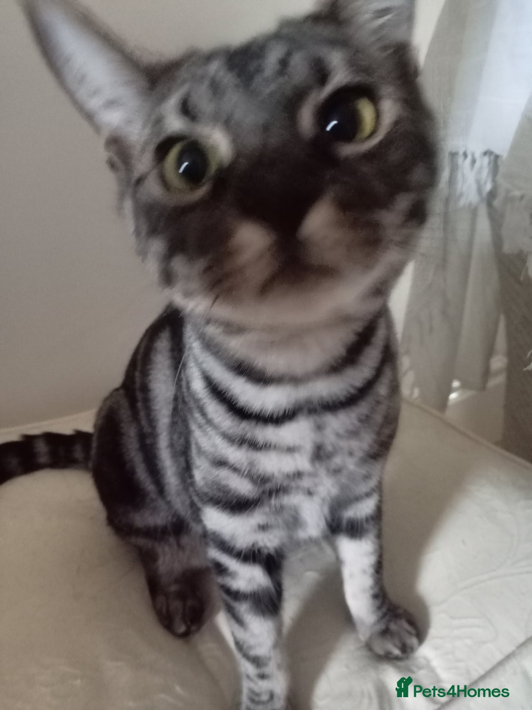 Savannah cats for sale: Full Pedigree & TICA Reg F5 Marble Savannah Kitten - Advert 2