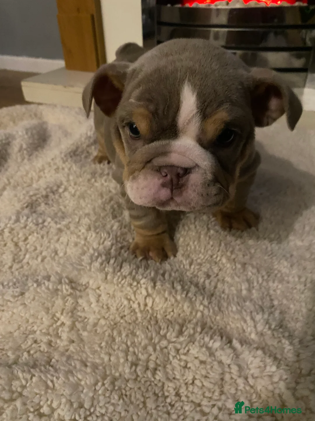 English Bulldog dogs for sale: Beautiful English Tri Lilac & Tan bulldog puppies - Advert 5