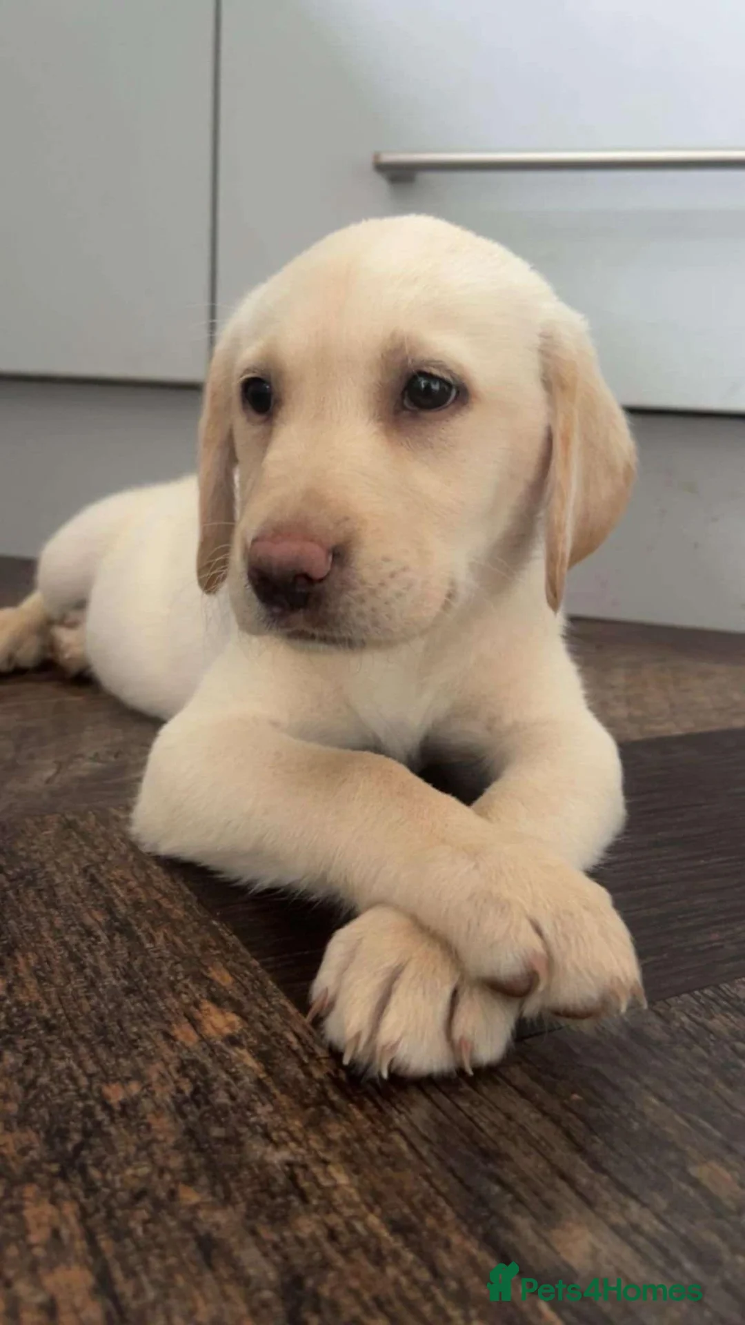 Labrador Retriever dogs for stud: Handsome Proven KC Registered Labrador Stud - Advert 8