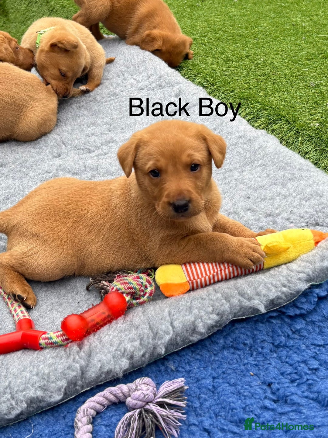 Labrador Retriever dogs for sale: Beautiful KC Fox Red Pups. 0/0 hip/elbow mum & dad - Image 18