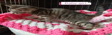 Mixed Breed Kitten 1