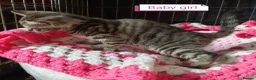 Mixed Breed cats for sale: Kittens adorable  - Advert 5