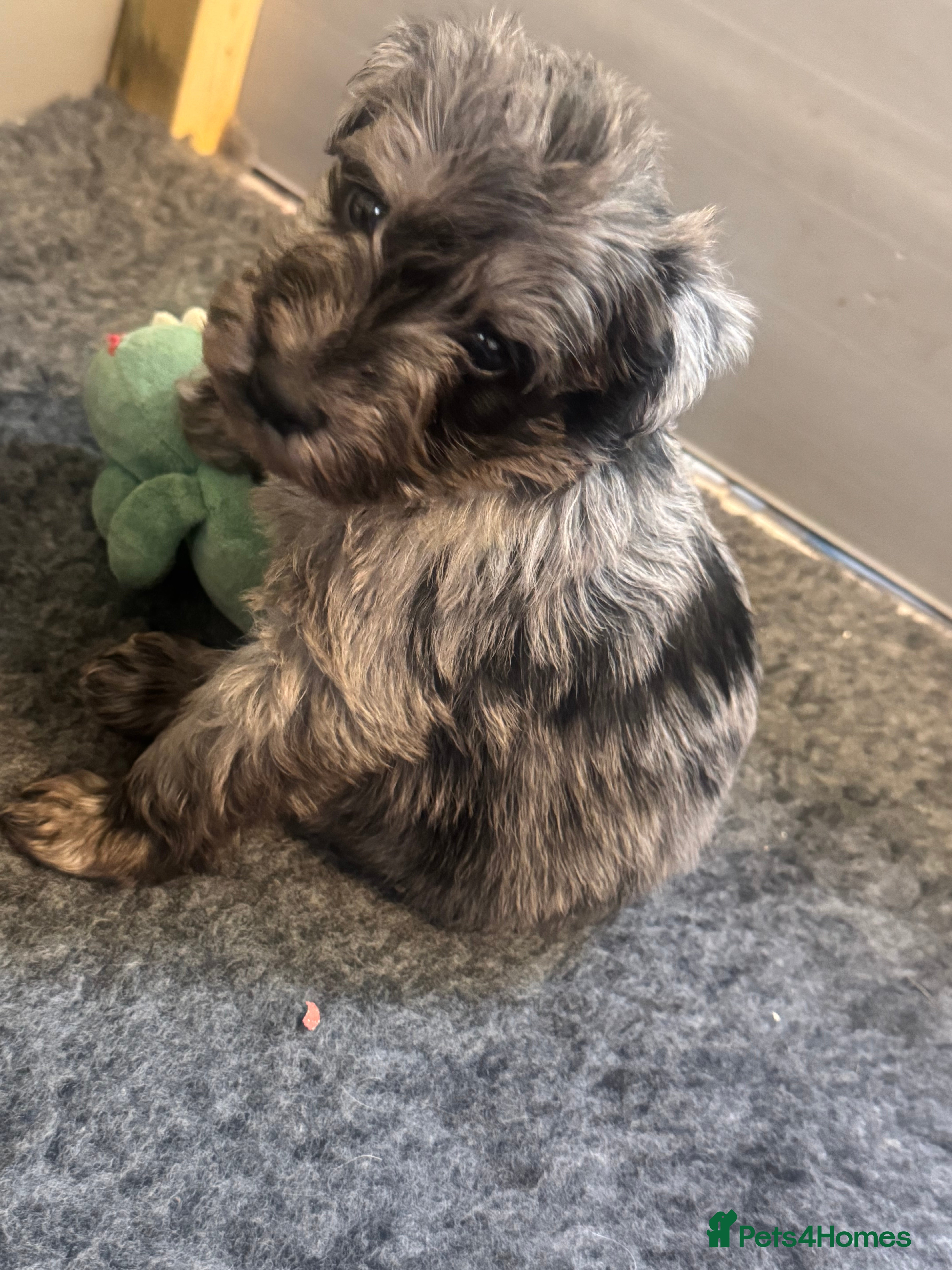 Schnoodle dogs Toy Schnoodles  - Advert 2