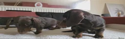 Miniature Dachshund dogs for sale: Miniature dashound  - Advert 7