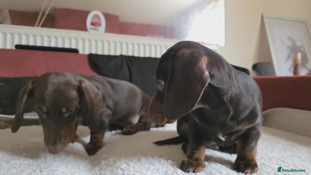 Miniature Dachshund dogs for sale: Miniature dashound  - Advert 7